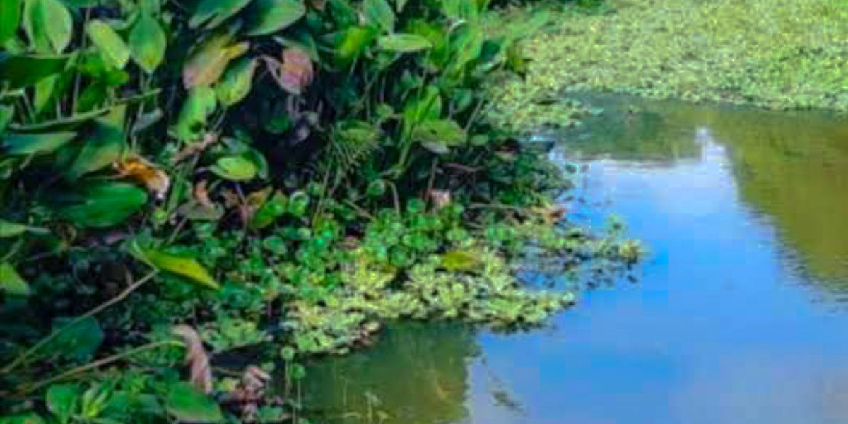 Las lluvias de Tabasco